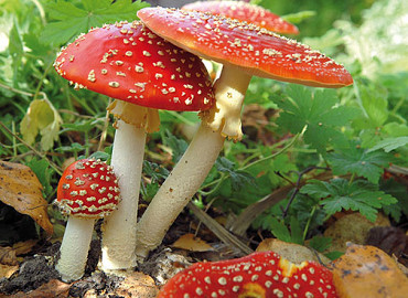 Expeditie Kroondomeinen of Posbank