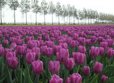 Tulpenfestival Noordoostpolder