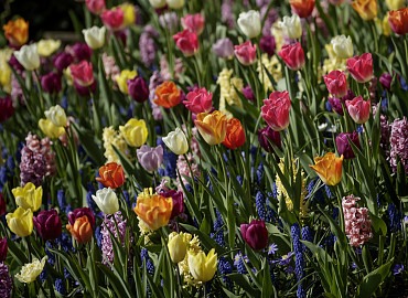 Tulpenfestival Noordoostpolder