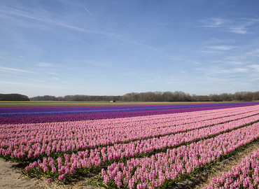 Bollenvelden in 't Kennemerland