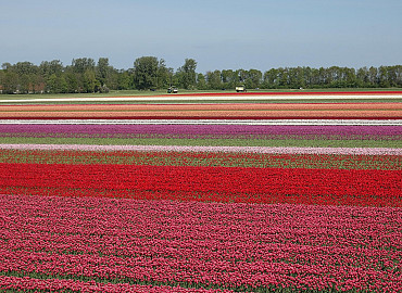 Bollenvelden in 't Kennemerland
