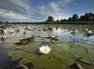 Moerasvaartocht door de Weerribben