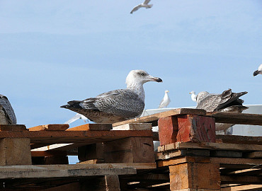Royal Den Haag en Scheveningen