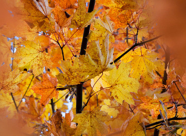 Middagje herfstkleuren