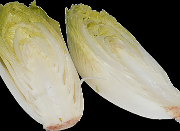 Witlof weetjes en Schokland