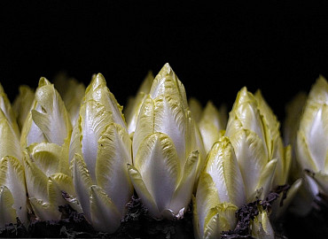 Witlof weetjes en Schokland