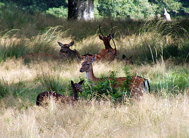 Pannenkoeken en wildspeuren rond de Kroondomeinen