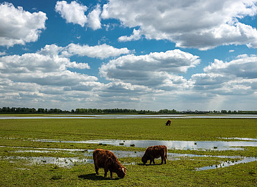Museumeiland in de Biesbosch