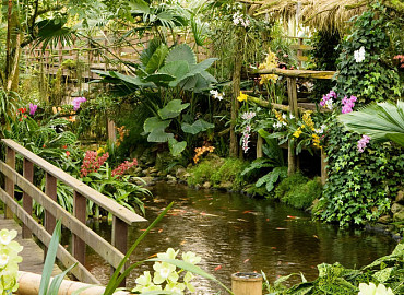 Tropische Orchideeënpracht bij Pantropica