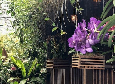 Tropische Orchideeënpracht bij Pantropica