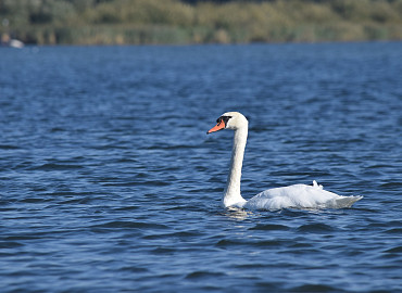 Ontdekkingstocht Biesbosch