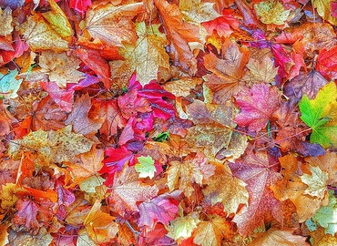 Herfstkleuren op de Veluwe en pannenkoek