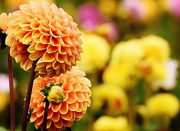 Genieten van Dahlia's in een showtuin