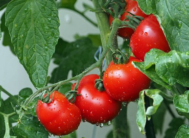 Natuurlijk tomaat, gezond en lekker