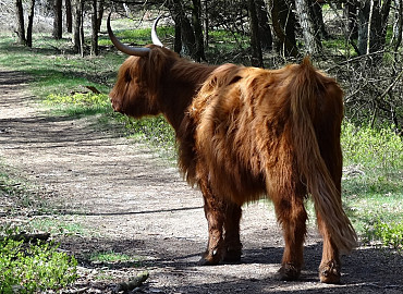Safari op de Veluwe