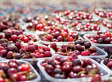 Kersen uit de Betuwe