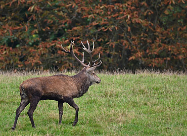 Dekselse winter pannetjes