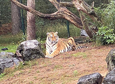 Op safari in de Beekse Bergen