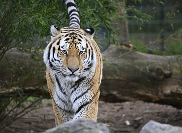 Op safari in de Beekse Bergen