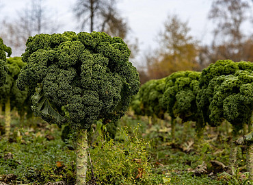 Stamppot & de Oude Bakkerij - NIEUW
