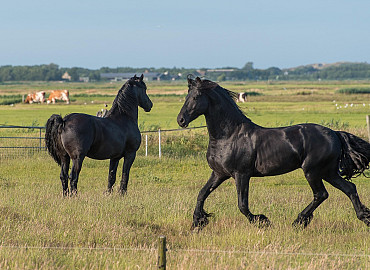 Friese paarden met dressuur - NIEUW