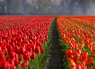Kleurenpracht bij Tulip Experience