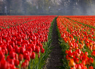 Kleurenpracht bij Tulip Experience