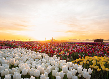 Kleurenpracht bij Tulip Experience