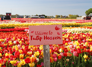 Kleurenpracht bij Tulip Experience