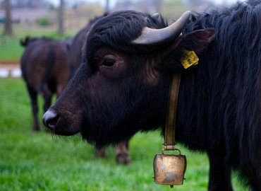 Waterbuffels in Brabant