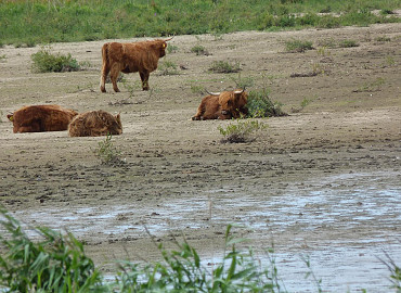 Rien Poortvliet en het eiland Tiengemeten - NIEUW