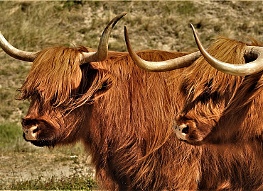 Rien Poortvliet en het eiland Tiengemeten - NIEUW