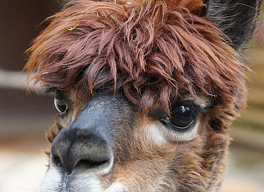 Meet & Greet bij de Alpaca's - NIEUW