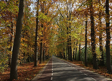 Snert en stamppot festival