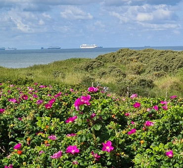 Jubileumreisjes