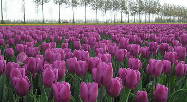 Tulpenfestival Noordoostpolder