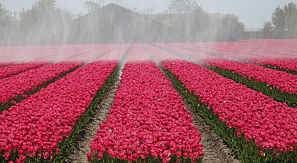 Tulpenfestival Noordoostpolder
