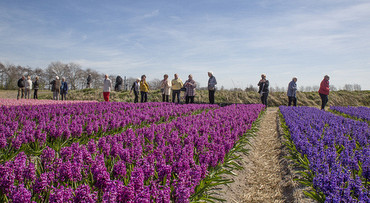 Lente in de Bollenstreek