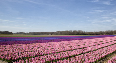 Bollenvelden in 't Kennemerland