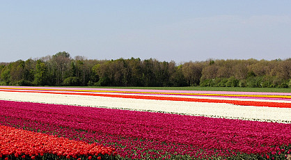Bollenvelden in 't Kennemerland