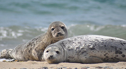 Zeehonden safari in Zeeland