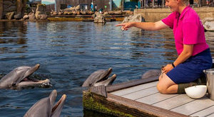 Dolfinarium Harderwijk