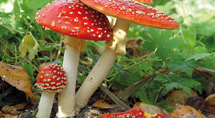 Middagje herfstkleuren in uw omgeving