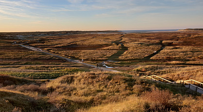 Vogeleiland Texel