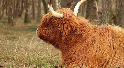 Pannenkoeken en wildspeuren rond de Kroondomeinen