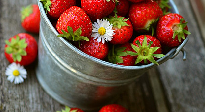Ontdek de wereld der zomerkoninkjes
