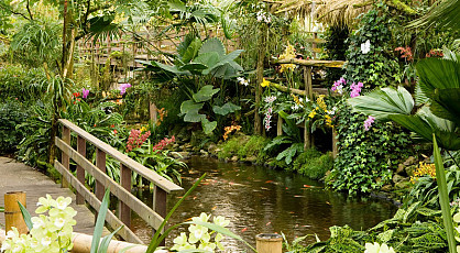 Tropische Orchideeënpracht bij Pantropica