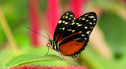Tropische Orchideeënpracht bij Pantropica