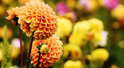 Genieten van Dahlia's in een showtuin