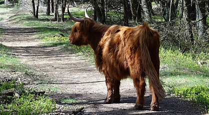 Safari op de Veluwe